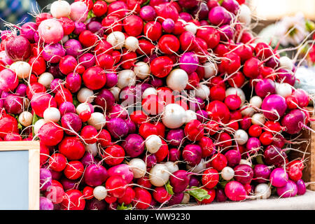 Nahaufnahme der Stapel der bunten lila, weiß, rosa und rote Radieschen in Aspen, Colorado Sommer Farmers Market Stockfoto