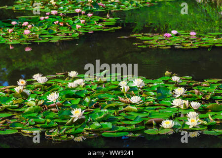 Verschieden farbige Seerosen Blumen in voller Blüte im Teich. Stockfoto