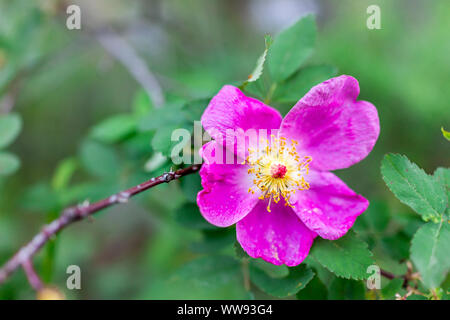Makro Nahaufnahme eines Pink vibrant Wild Rose Blume namens Rosa woodsii in Snowmass See Wanderung Trail in Colorado in National Forest Park Stockfoto