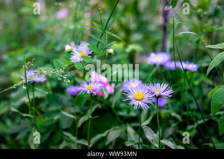 Lila alpine daisy Wildblumen closeup im Wald auf Snowmass See Wanderung Trail in Colorado in National Forest Park Berge Stockfoto