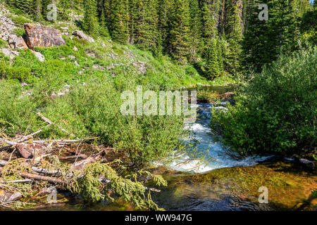 Anmelden Bäume am Fluss Stream bei Snowmass Creek gefallen Auf Wanderweg in Colorado im Juli 2019 Sommer Stockfoto
