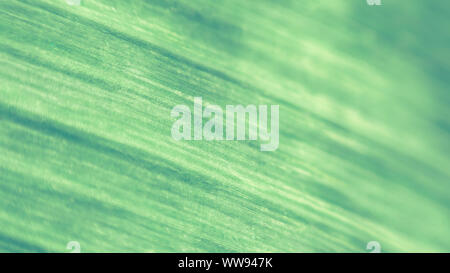 In der Nähe von Grün Blatt Textur Stockfoto