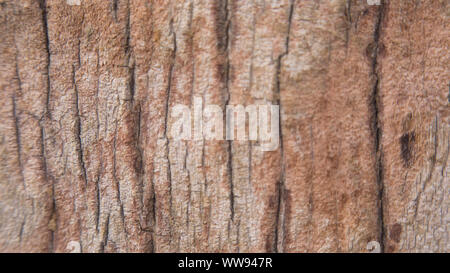 Nahaufnahme von Baumstamm Textur Stockfoto