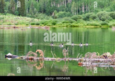 Maroon Bells See bei Sonnenaufgang in Aspen, Colorado mit vielen Gänse schwimmen auf der Oberfläche des Wassers von Lawine Ablagerungen Stockfoto