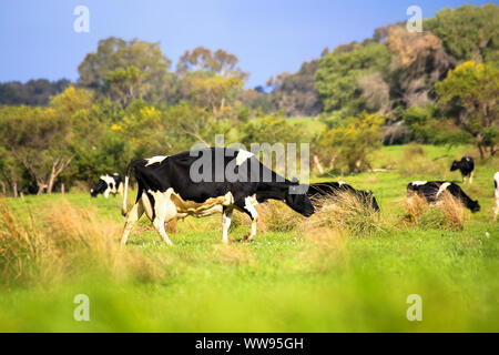 Vieh gehört der Kühe und Rinder grasen in Landschaft grünen Weide Feld Farm Stockfoto