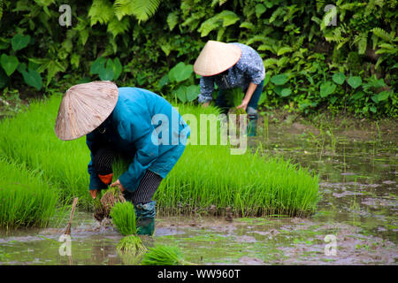 Friedliche Landschaft während der Reispflanzsaison in Vietnam, die das ehrliche ländliche Alltagsleben und langsames Leben zeigt Stockfoto