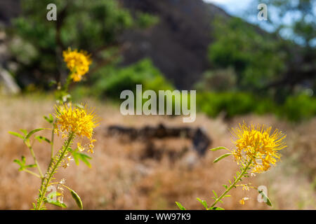 Desert Voices Nature Trail im Dinosaur National Monument Park mit Makro Nahaufnahme des schönen gelben Wildblumen Stockfoto