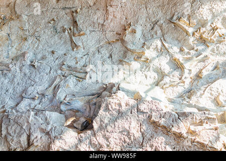 Steinbruch Besucherzentrum Ausstellungshalle im Dinosaur National Monument Park mit Nahaufnahme von Fossilien an der Wall in Utah Stockfoto