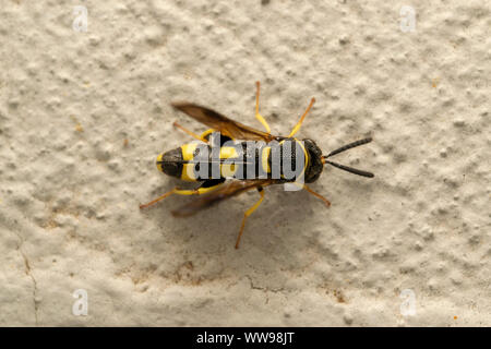 Parasitische Wespe Leucospis dorsigera mit der ovipositor, auf dem weißen Stein Stockfoto