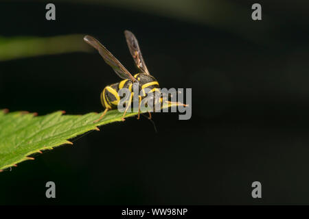 Parasitische Wespe Leucospis dorsigera mit der ovipositor, auf einem grünen Blatt Stockfoto