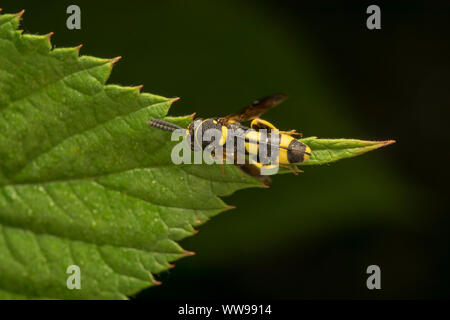 Parasitische Wespe Leucospis dorsigera mit der ovipositor, auf einem grünen Blatt Stockfoto