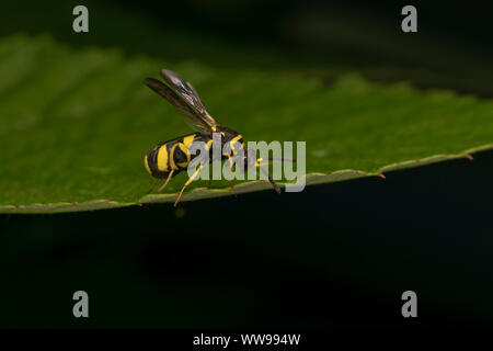 Parasitische Wespe Leucospis dorsigera mit der ovipositor, auf einem grünen Blatt Stockfoto