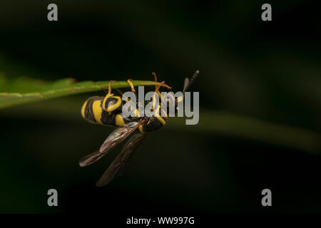 Parasitische Wespe Leucospis dorsigera mit der ovipositor, auf einem grünen Blatt Stockfoto