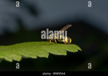 Parasitische Wespe Leucospis dorsigera mit der ovipositor, auf einem grünen Blatt Stockfoto