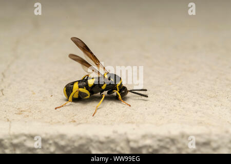 Parasitische Wespe Leucospis dorsigera mit der ovipositor, auf dem weißen Stein Stockfoto