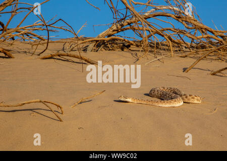 1001 horned Viper (Cerastes gasperettii) Stockfoto