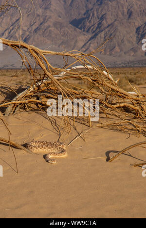 1001 horned Viper (Cerastes gasperettii) Stockfoto