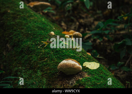 Pilze, Flechten und Moos wachsen in einer Amtsleitung eines gefallenen Baum close-up. Wald im Sommer. Stockfoto