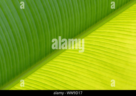 Für Phytagoras Stockfoto