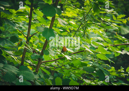 Ein kleiner Vogel sitzt auf einem Ast im dichten Gebüsch. Wald Pflanzen im Sommer. wildlife Landschaft. Stockfoto