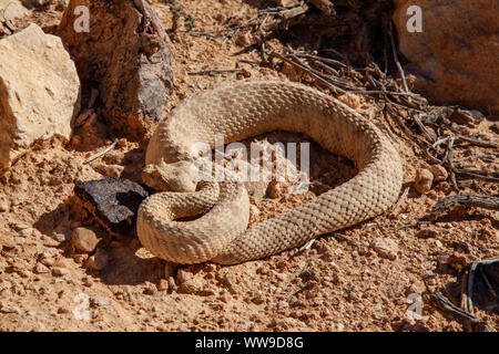 Das Feld horned Viper (Pseudocerastes fieldi) Stockfoto