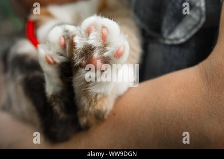 Die dreifarbige Katze Pfoten closeup auf unscharfen Hintergrund. Pads und Krallen Makro. Stockfoto