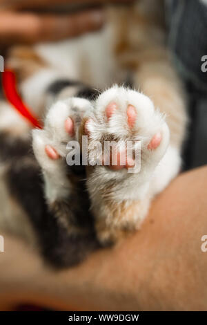 Die dreifarbige Katze Pfoten closeup auf unscharfen Hintergrund. Pads und Krallen Makro. Stockfoto