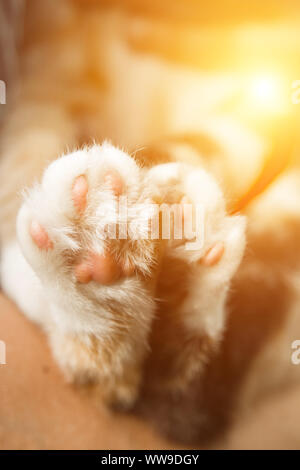 Die dreifarbige Katze Pfoten closeup auf unscharfen Hintergrund. Pads und Krallen Makro. Stockfoto