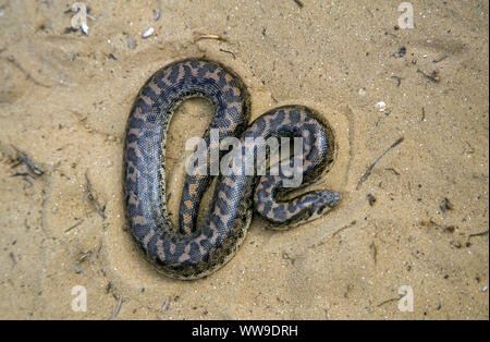 Javelin Sand boa (Eryx jaculus jaculus) Stockfoto