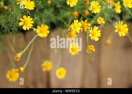 Kleine gelbe Blumen von Golden rudbeckia blüht im Herbst morgen Das bringt Gefühle der Positivität, Harmonie mit der Natur und Wellness Stockfoto