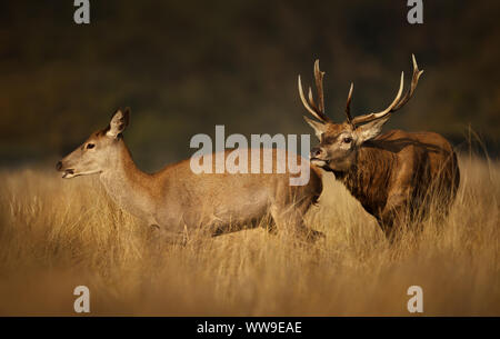 In der Nähe des Red deer Hirsch jagt eine Hirschkuh während der Brunftzeit, Herbst in Großbritannien. Stockfoto