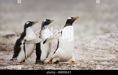 Zwei Gentoo Pinguin Küken jagen, nachdem die Eltern gefüttert werden, Falkland Inseln. Stockfoto