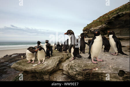 Gruppe von Rockhopper Pinguine stehen auf dem Felsen, Falkland Inseln. Stockfoto