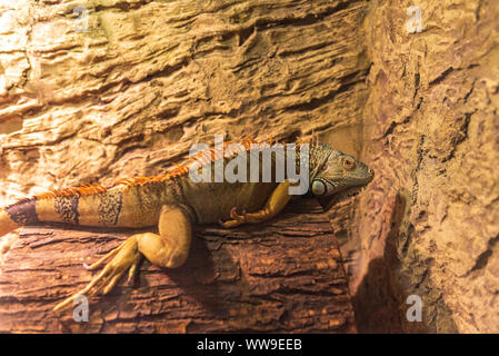 Nahaufnahme Foto von einem Mittelamerikanischen Grüner Leguan. Stockfoto