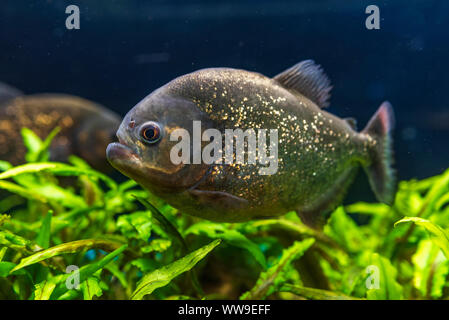 Red-bellied Piranha, Pygocentrus altus, Gefahr Fisch im Wasser. Floating räuberischen Tier in Fluss Lebensraum, Amazonas, Brasilien. Stockfoto