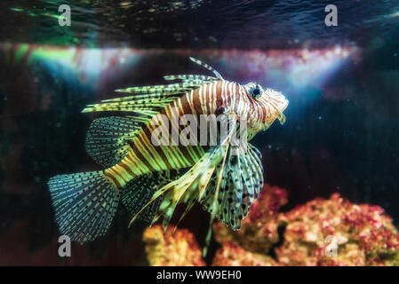 In der Nähe auf einem roten Feuerfische - Korallenriff Fische in großen Aquarium Stockfoto