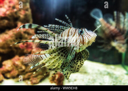 In der Nähe auf einem roten Feuerfische - Korallenriff Fische in großen Aquarium Stockfoto