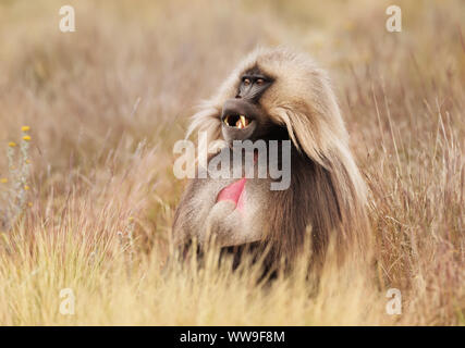 Nahaufnahme der männlichen Gelada Affen (Theropithecus gelada) im Gras sitzen, Simien Berge, Äthiopien. Stockfoto