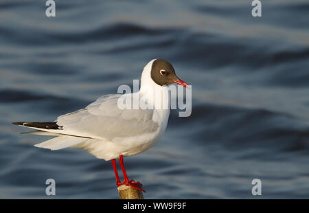 Nahaufnahme eines Lachmöwe (Chroicocephalus ridibundus) auf einem Pfosten thront. Stockfoto