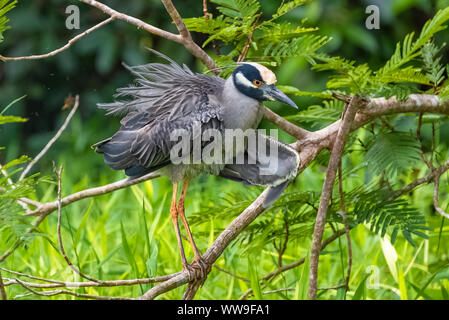 Gelb - gekrönte Nachtreiher, Nyctanassa violacea, Reiher in Costa Rica Stockfoto
