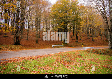 Laub in Monti Simbruini Nationalpark, Latium, Italien. Eine Straße durch den Wald. Herbst Farben in einem Buchenholz. Beechs mit gelben Blättern. Stockfoto