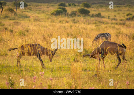 Zwei rote Hartebeest (Alcelaphus Buselaphus Caama) Verriegelung Hörner und Kämpfen auf einer offenen Ebene unter einem Sonnenuntergang Himmel, Welgevonden Game Reserve, South Afric Stockfoto