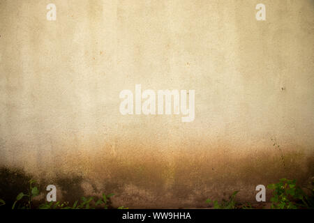 Alte Pilz wand Textur weiß und braun Stockfoto