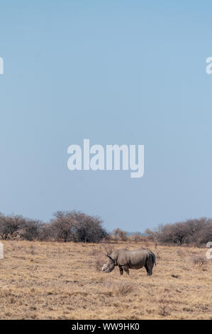 Ein einsamer enthornt Schwarzes Nashorn - Diceros bicornis occidentalis - Beweidung in Etosha National Park, Namibia. Schwarze Nashörner sind durch Wilderei stark bedroht. Die Hupe wird entfernt, um die WILDERER von der Tötung der Tiere zu stoppen. Stockfoto