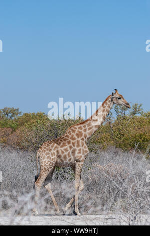 Eine angolanische Giraffe - Giraffa giraffa angolensis - stehend auf den Ebenen von Etosha Nationalpark in Namibia. Stockfoto