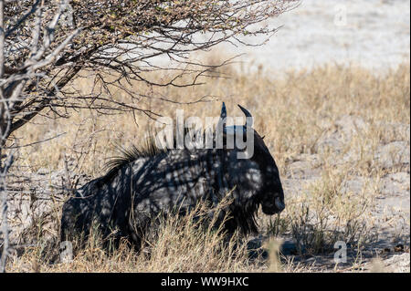 Eine Blue Wildebeest - connochaetes Taurinus - auch als Gnus bekannt, Verlegung auf die Kante der Salinen von Etosha National Park, Namibia. Stockfoto