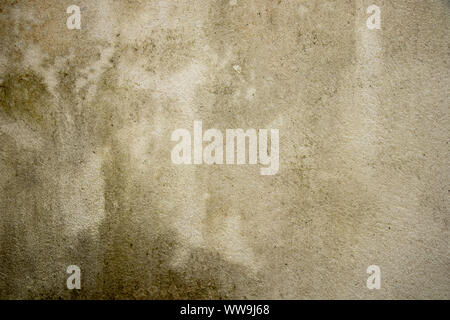 Alte Pilz wand Textur weiß und braun Stockfoto