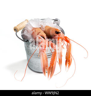 Rohe Scampi auf Eis in einem Eimer weiß isoliert Stockfoto
