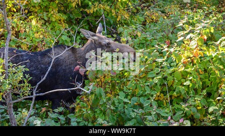 Weibliche Elch Kuh (Alces alces) durch den Herbst Laub Vegetation der Gaspésie National Park, Kanada schleichen. Stockfoto