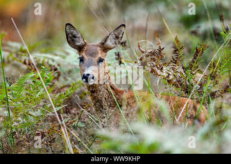 "Peekaboo", Rehe fawn Späht aus dem Gebüsch. Stockfoto